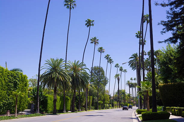 istock Palm trees along road in Beverly Hills 486618878