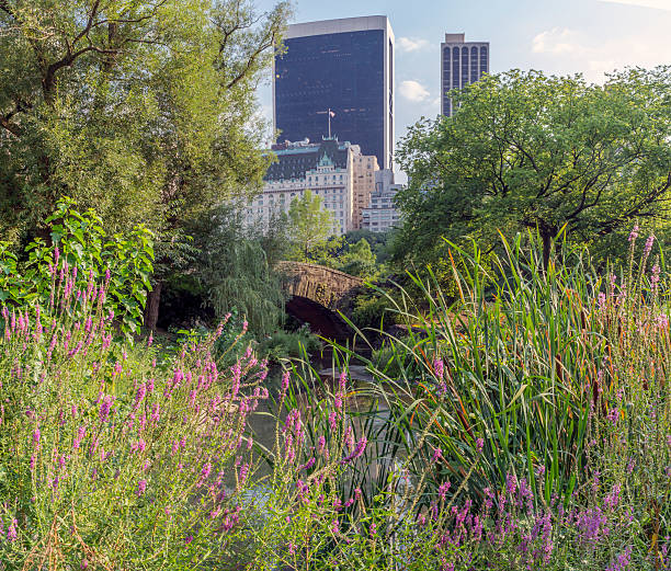 istock Gapstow bridge Central Park, New York City 486618888