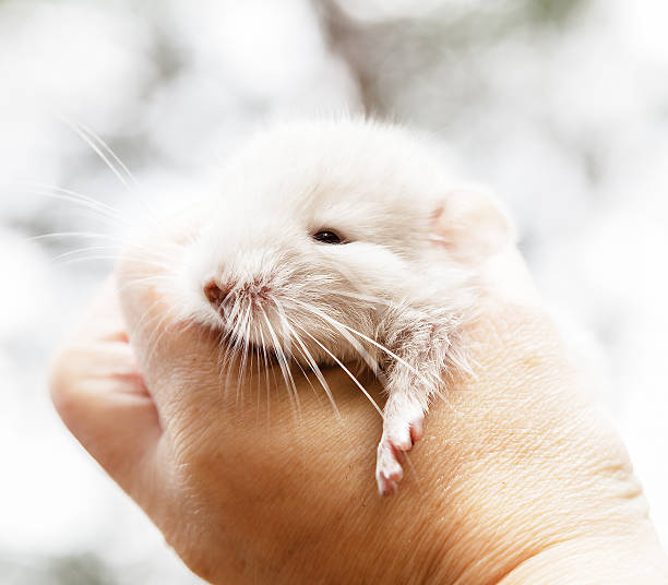 istock Little chinchilla in the hand 486618932