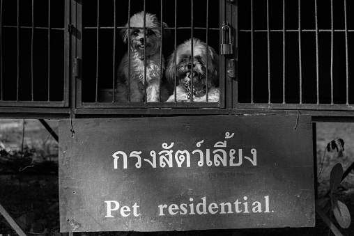 couple poor dogs waiting owner  in cage for no pet entry zone