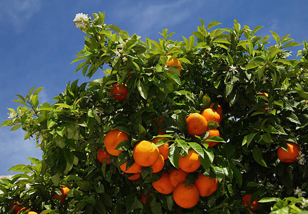 istock Ripe organic bitter oranges and blossom 486618965
