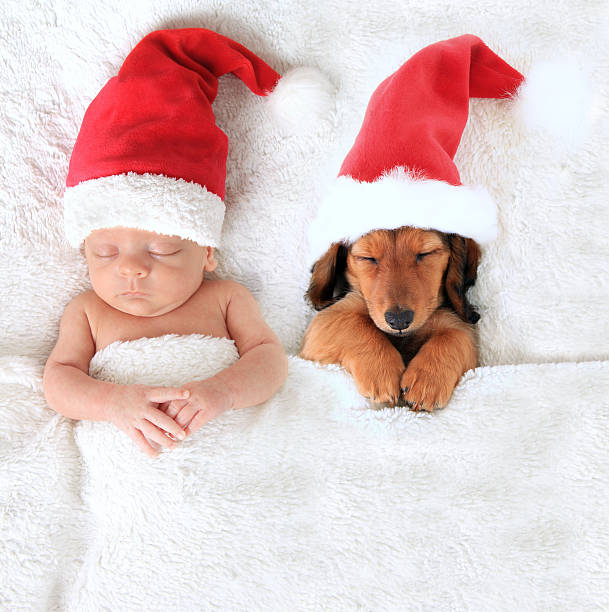 Christmas baby and Santa puppy Sleeping newborn Christmas baby alongside a dachshund puppy wearing Santa hats. newborn animal stock pictures, royalty-free photos & images