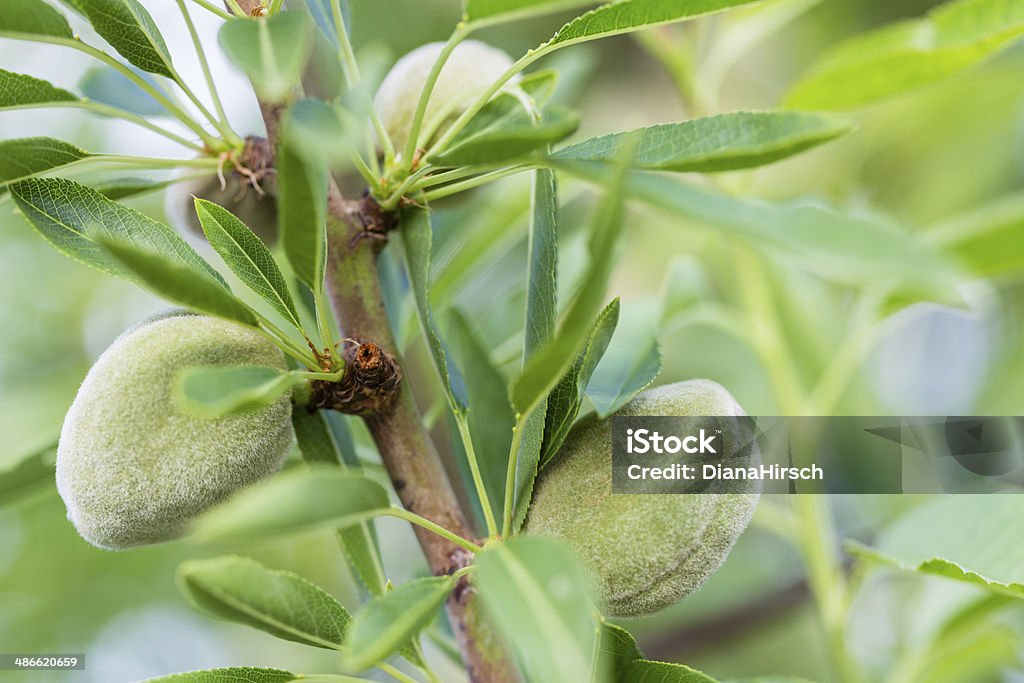 Amêndoas verdes em Maiorca - Foto de stock de Agricultura royalty-free