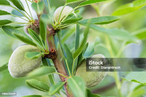 Foto de Amêndoas Verdes Em Maiorca e mais fotos de stock de Agricultura - Agricultura, Alimentação Saudável, Amendoeira