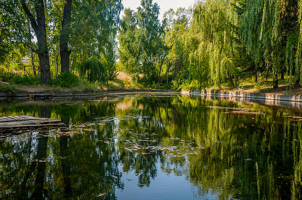 зеркало отражение деревьев на озеро - europe sunlight river sun стоковые фото и изображения