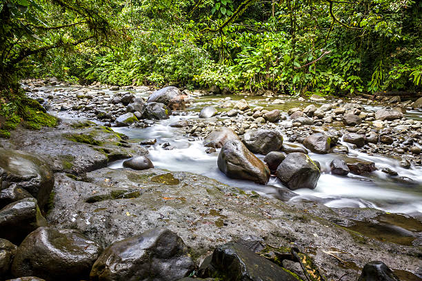 Rainforest River stock photo