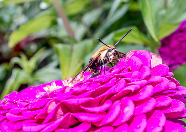 istock hummingbird hawk-moth,Macroglossum stellatarum 486621354