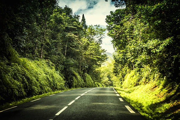 Selva tropical del Caribe. - foto de stock