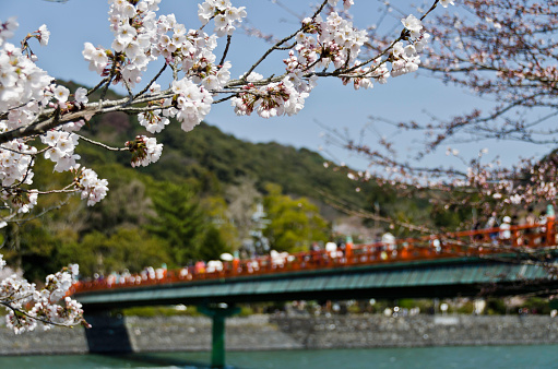 A view of cherry blossom with japanese bridge behind it and people are corssing the bridge. taken during spring season in Kyoto.