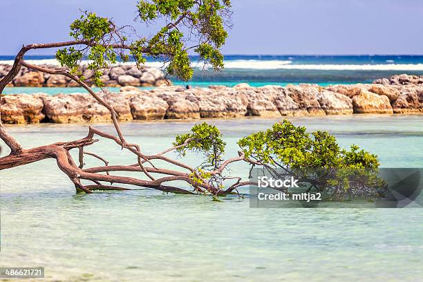 Swimming Tree On White Caribbean Beach With Turquoise Water Stock Photo - Download Image Now