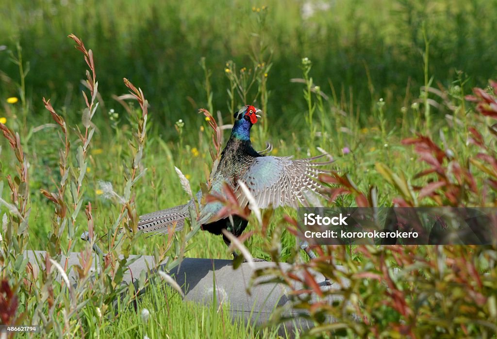 Japanese Pheasant 2015 Stock Photo