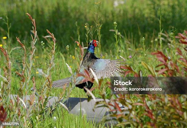 Japanese Pheasant Stock Photo - Download Image Now - 2015, Animal Wildlife, Animals In The Wild