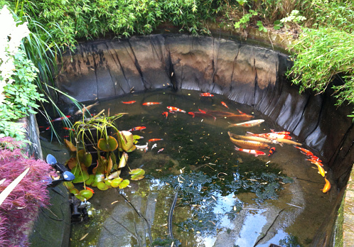 Photo showing a pond of large koi carp fish being partially drained and cleaned, leaving the fish to swim around in the 'deep end' while the sides are scrubbed.  This picture looks rather like the pond has developed a serious leak!