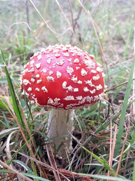 Rosso e bianco a Rospo feci - foto stock