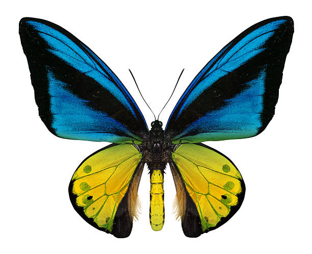 istock beautiful butterfly isolated on white 486621957