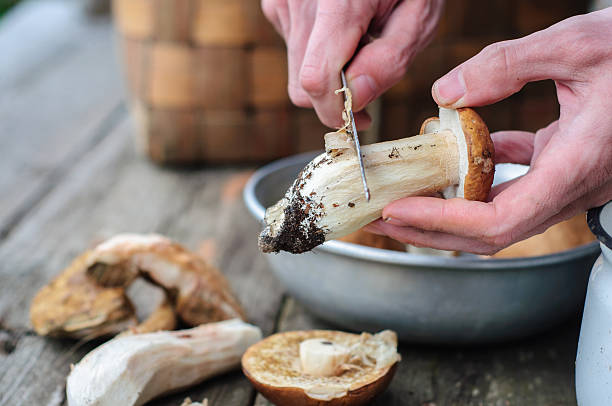 Cleaning process of edible forest mushrooms Cleaning process of edible forest mushrooms with man hands basidiomycota stock pictures, royalty-free photos & images