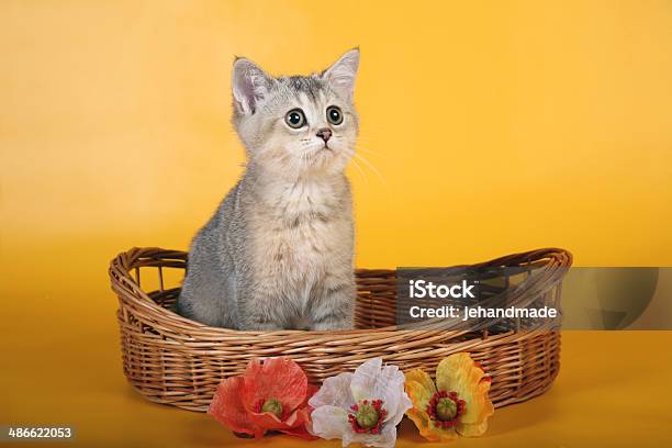 Photo libre de droit de Chaton British Argent Au Guichet Panier Avec Des Fleurs De La Recherche banque d'images et plus d'images libres de droit de Amour