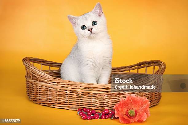 Foto de British Branco Um Gatinho Em Wicket Cesta Com Flor Vermelha e mais fotos de stock de Cesto