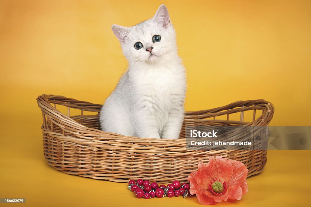 Британский white kitten в Воротца корзина с красный цветок - Стоковые фото Воротца роялти-фри