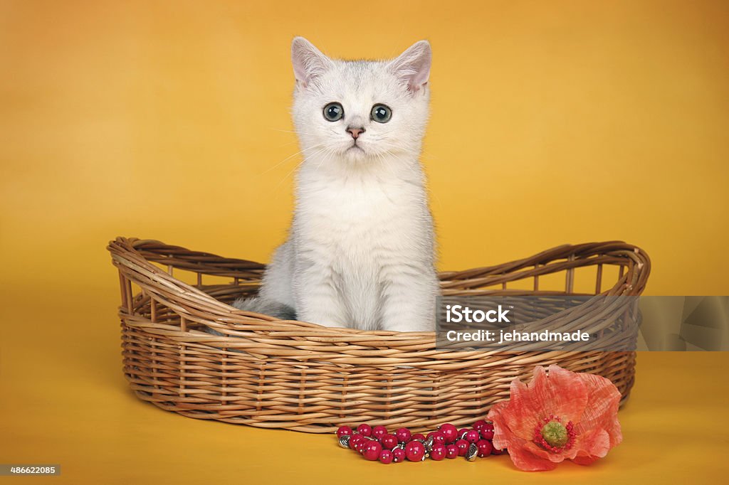 British blanco mascota en wicket cesta calma - Foto de stock de Amarillo - Color libre de derechos