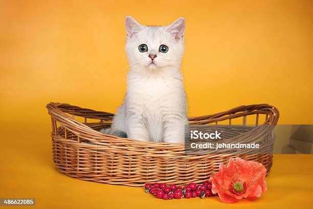 British Blanco Mascota En Wicket Cesta Calma Foto de stock y más banco de imágenes de Amarillo - Color - Amarillo - Color, Amor - Sentimiento, Animal