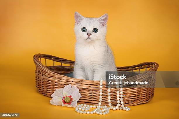 Photo libre de droit de Blanc Britannique Chaton Dans Le Panier De Poussin Horizontales banque d'images et plus d'images libres de droit de Amour