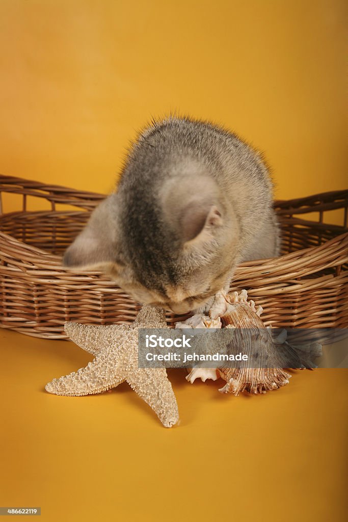 British plata mascota en wicket cesta con carcasas oliendo estrella de mar - Foto de stock de Collar de perlas - Joyas libre de derechos