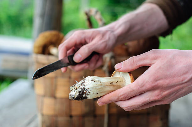 istock Cleaning process of edible forest mushrooms 486622172