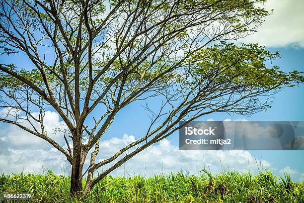 Caribbean Inner Landscape Stock Photo - Download Image Now - Agricultural Field, Agriculture, Beauty In Nature