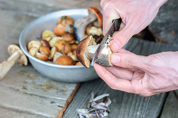istock Cleaning process of edible forest mushrooms 486622372