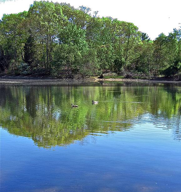 istock Long Island, Stony Brook pond with Mallards 486622378