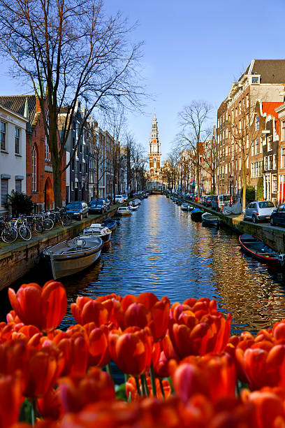 Amsterdam Canal. Tulips and Amsterdam Canal. dutch baroque architecture stock pictures, royalty-free photos & images