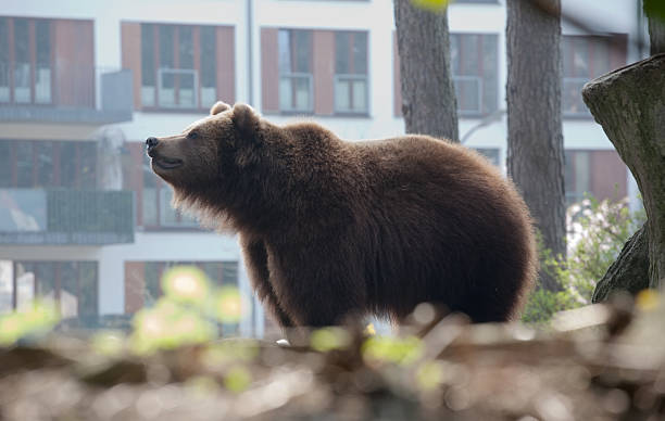 istock brown bear in the city 486622825