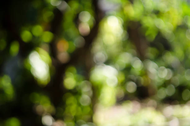 istock Abstract defocused background of tree, sky, light and sun shade 486623808