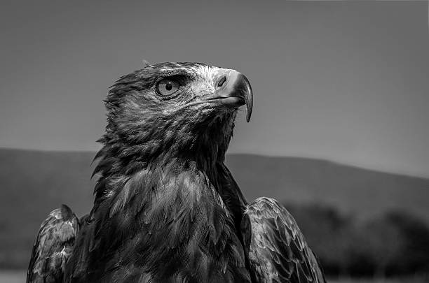 istock Golden Eagle close up head shot looking to the side 486624744