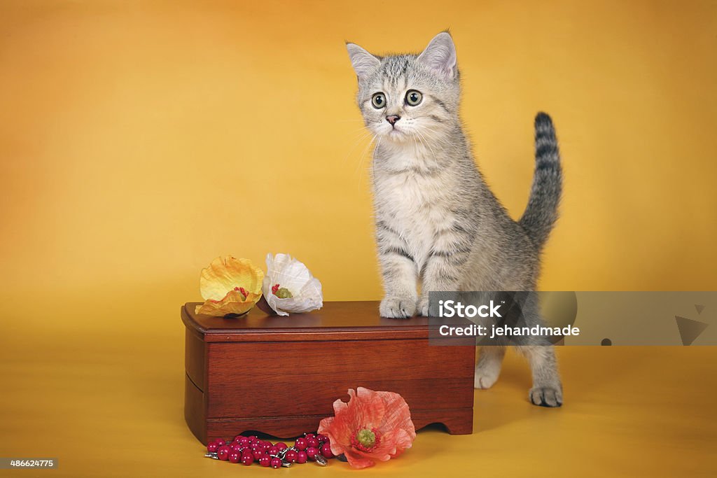 British silver um gatinho com cômoda de madeira em pé - Foto de stock de Amarelo royalty-free