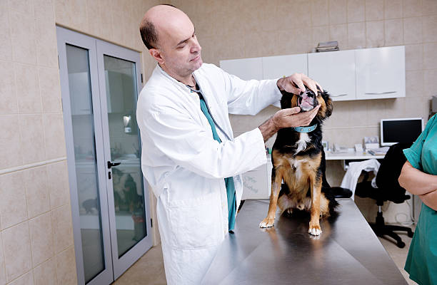 istock veterinarian and assistant in a small animal clinic 486625193