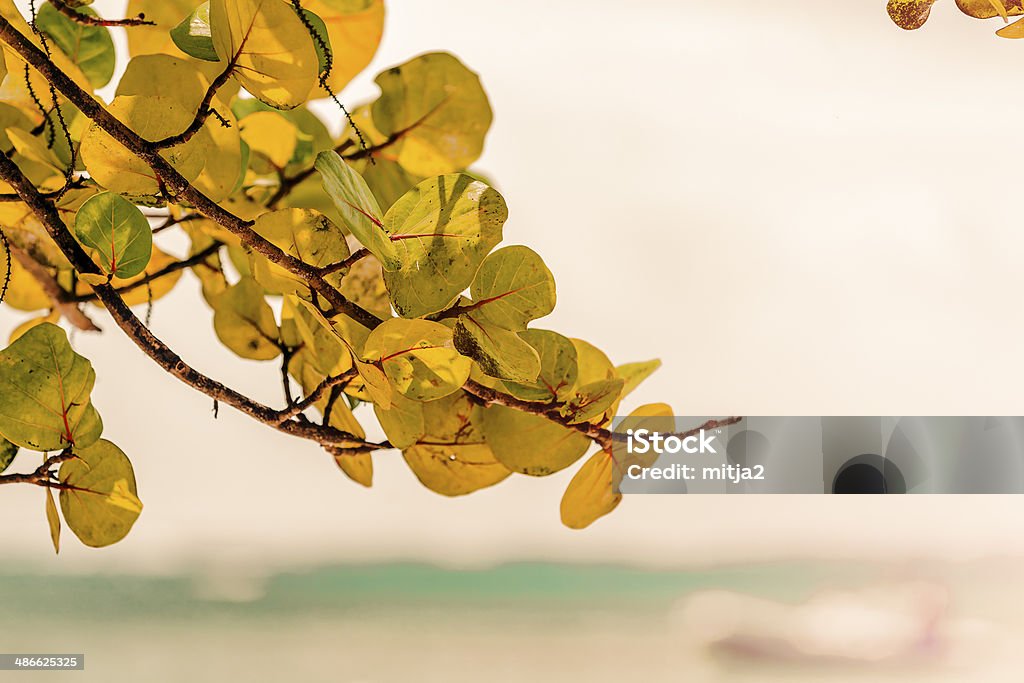 Sunny Branch On Caribbean Beach Sunny Branch On Caribbean Beach With Turquoise Water Beauty In Nature Stock Photo