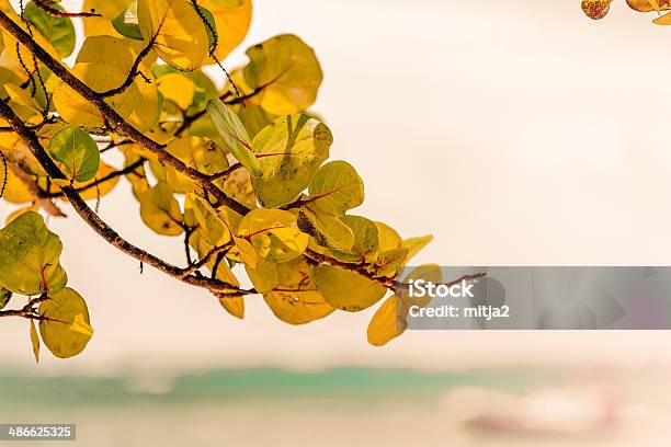 Sunny Branch On Caribbean Beach Stock Photo - Download Image Now - Beauty In Nature, Blue, Caribbean