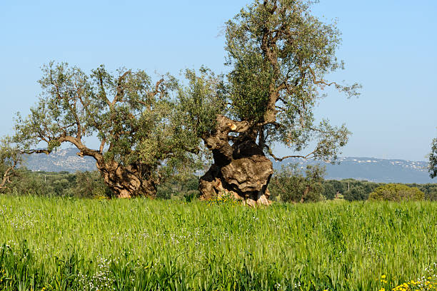 Old olive trees near Cisternino (Italy) stock photo