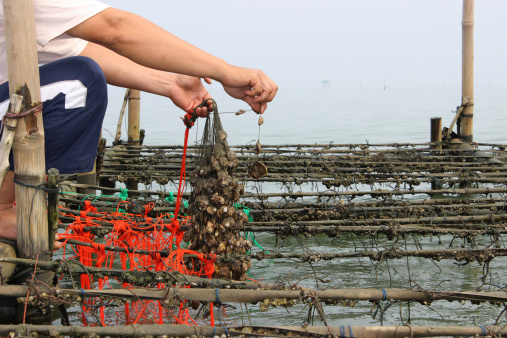 Farmer catch oysters at farm.