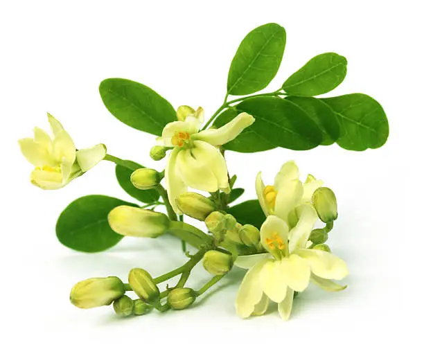 Edible moringa flower over white backgrokund