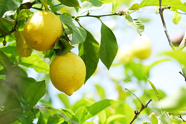 citron gros plan - lemon fruit citrus fruit yellow photos et images de collection