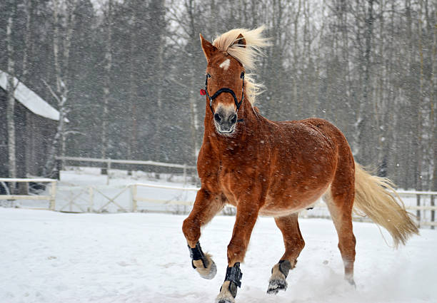 лошади беговые в снегу - winter finland agriculture barn стоковые фото и изображения