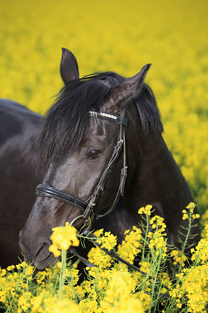 istock black horse in canola field 486626671