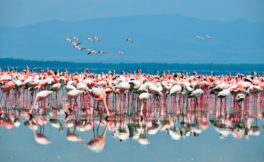 Lake Nakuru is one of the Rift Valley soda lakes at an elevation of 1754 m above sea level. It lies to the south of Nakuru, in the rift valley of Kenya and is protected by Lake Nakuru National Park.
