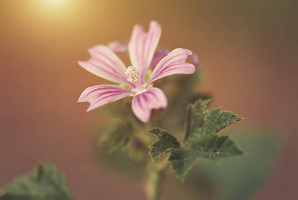 istock Macro photo of small flower at sunset 486626702
