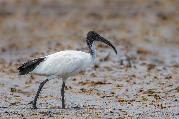 istock Close up of African sacred ibis 486626766