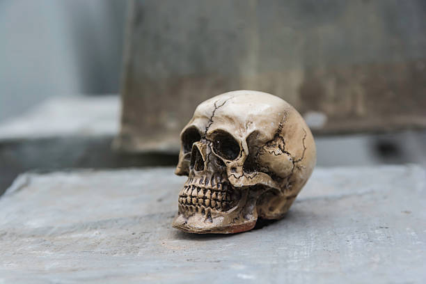 istock skull or skeleton of human photography 486627346
