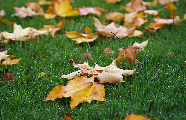 mapel blätter - grass maple tree nature dew stock-fotos und bilder